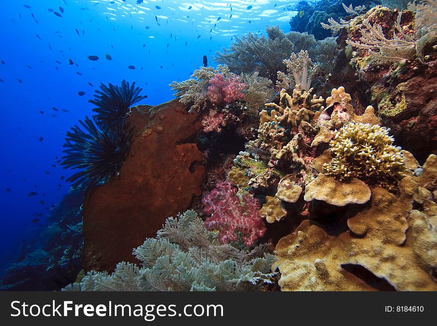 Sloping vertical wall off Bunaken Island