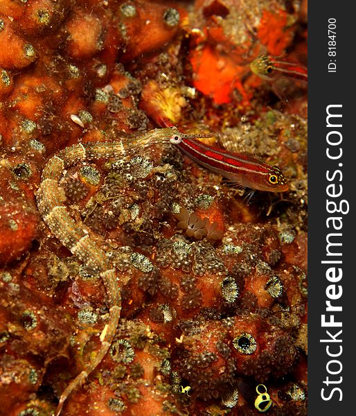 Orange-spotted pipefish (Corythoichthys ocellatus) on the coral reef feeding at night