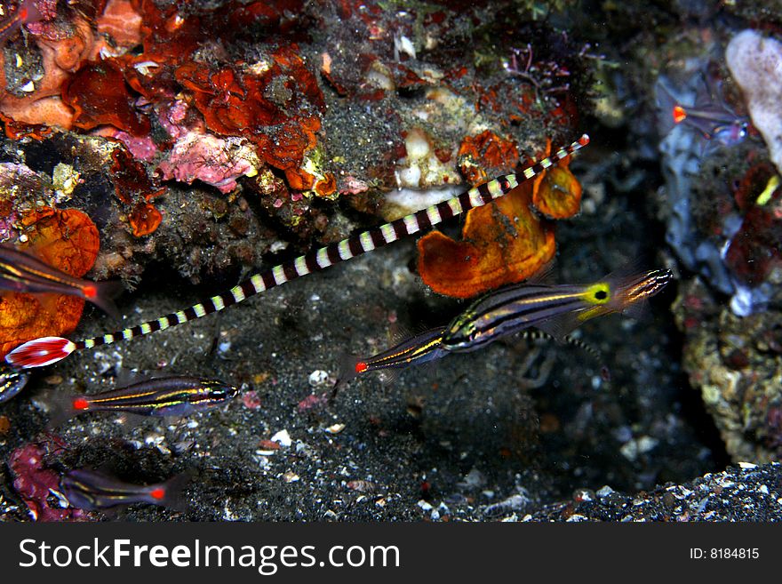 Ringed pipefish (Doryrhamphus dactyliophorus) swimming on coral reef with other fish