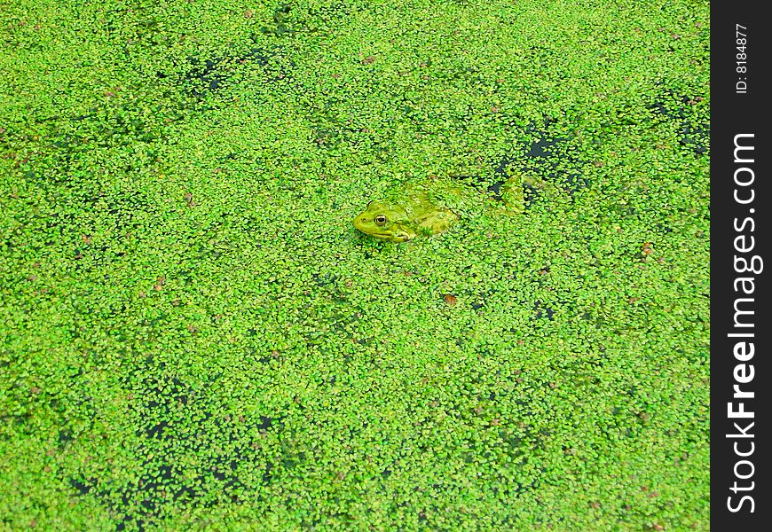 Frog in duckweed (bright green photography)