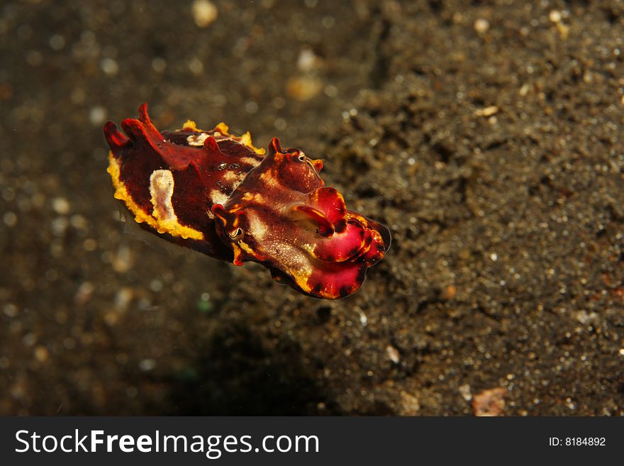 Flamboyant Cuttlefish (Metasepia pfefferi) in open water water on sandy bottom of coral reef
