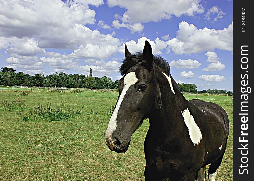 A pied horse in a paddock