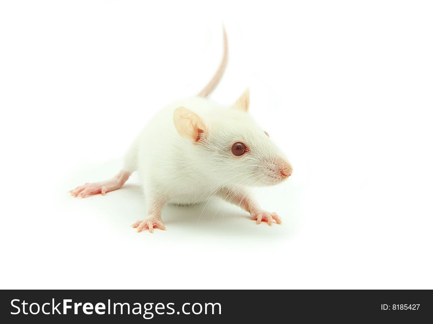 White rat isolated on a white background