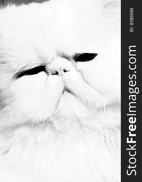 Portrait of the white Persian cat