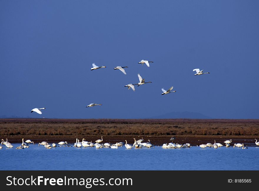 There are many swans in poyanghu