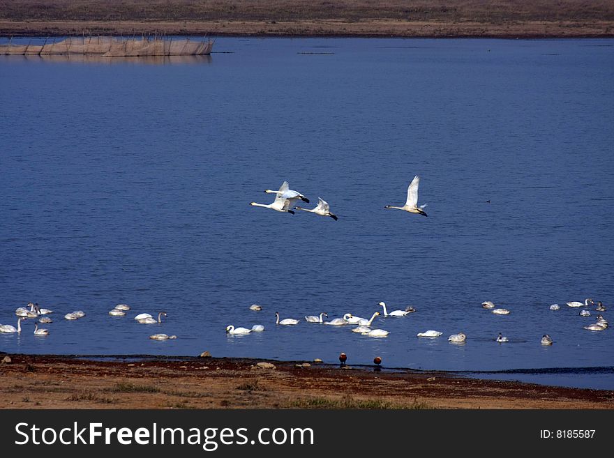 A group of swans are flying freely