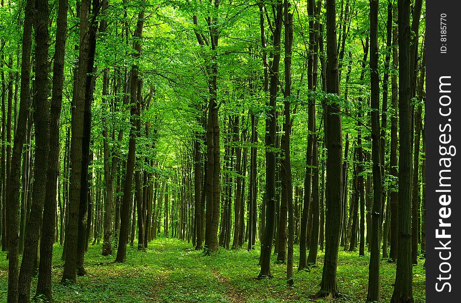 Trees in a  green forest in spring. Trees in a  green forest in spring