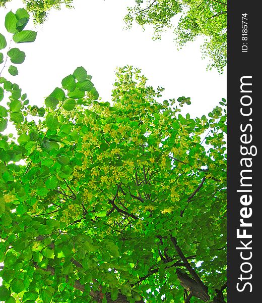 Green linden branches