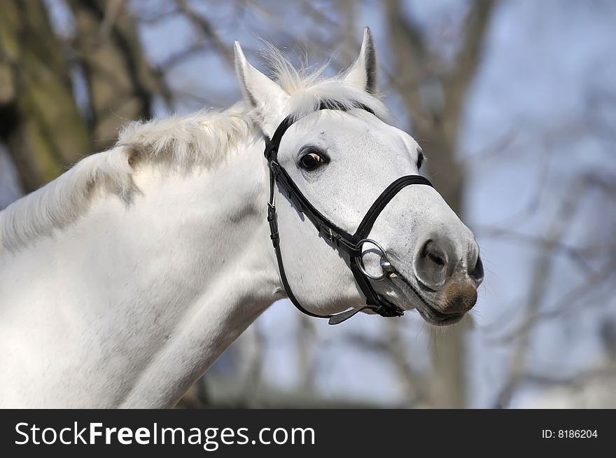 Head of beautiful white horse