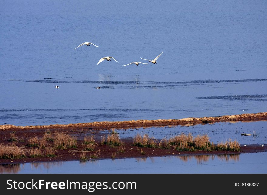 Flying swans are very beautiful