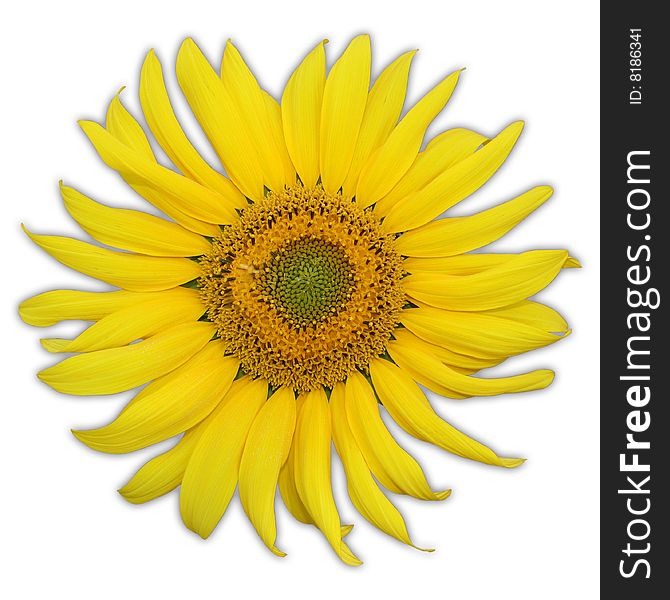 Single Sunflower. Including Clipping Path.