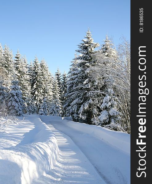 Snowy road through a forest with spruces covered with snow. Snowy road through a forest with spruces covered with snow