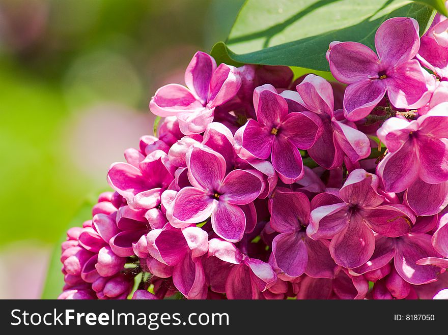 Close up blooming lilac flowers