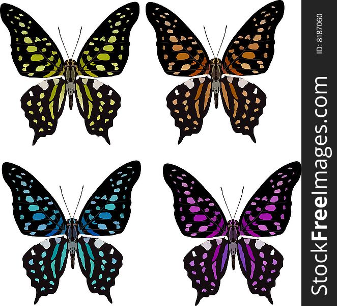 Butterfly Four Color Variation