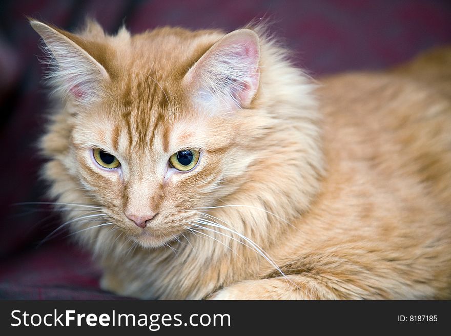 Closeup portrait of a cat