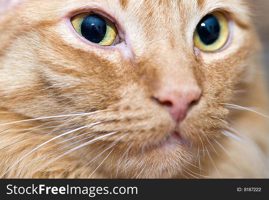 Closeup portrait of a cat