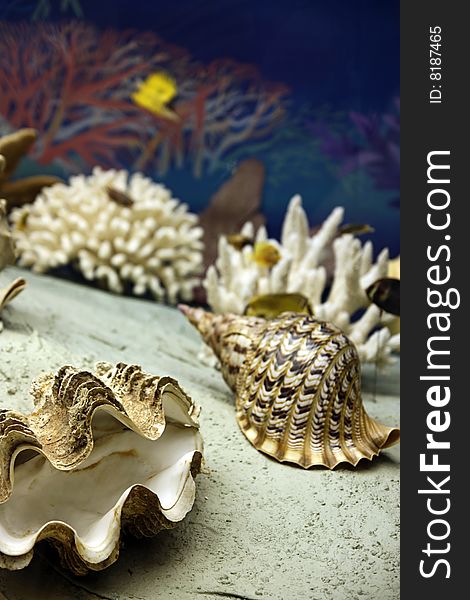 Large shells provide an excellent background. Large shells provide an excellent background