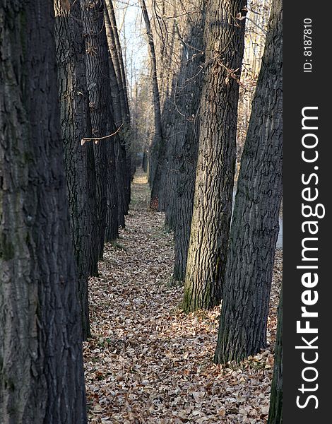 Autumn alley in dendrological park