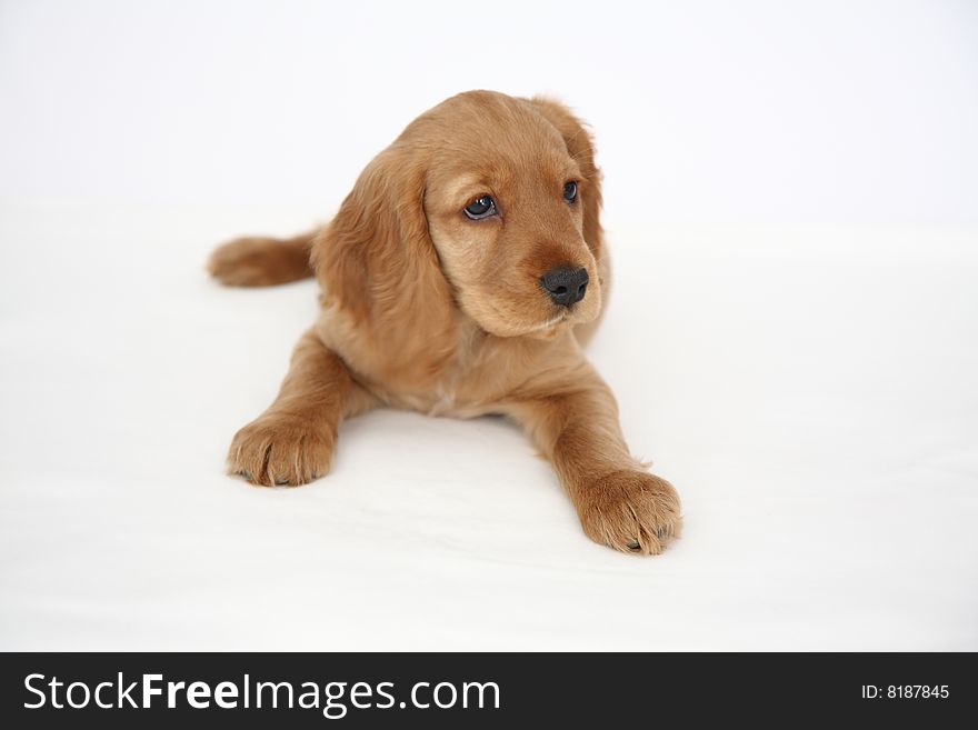 English Cocker Spaniel puppy in front of a white background. English Cocker Spaniel puppy in front of a white background