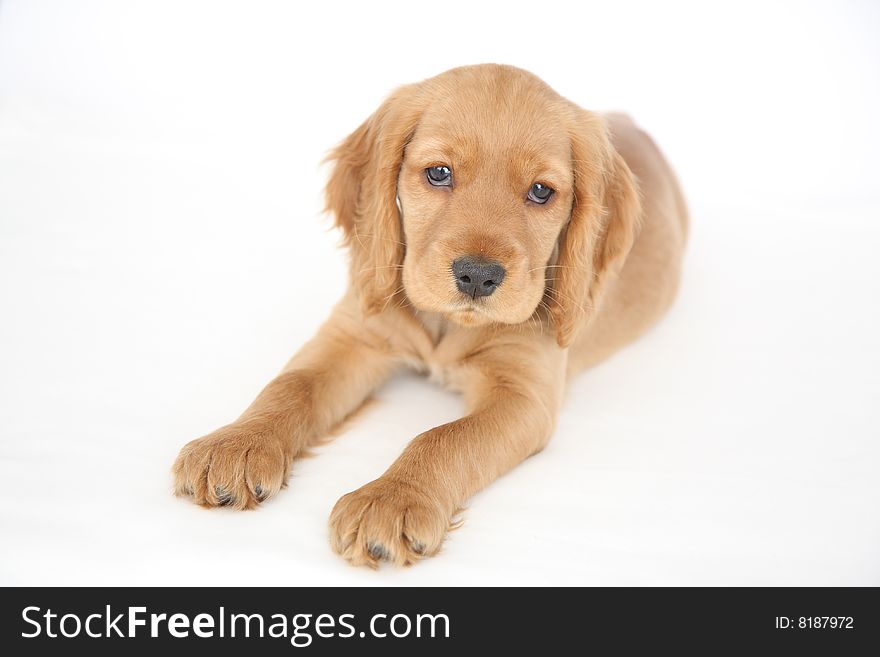 English Cocker Spaniel puppy in front of a white background. English Cocker Spaniel puppy in front of a white background