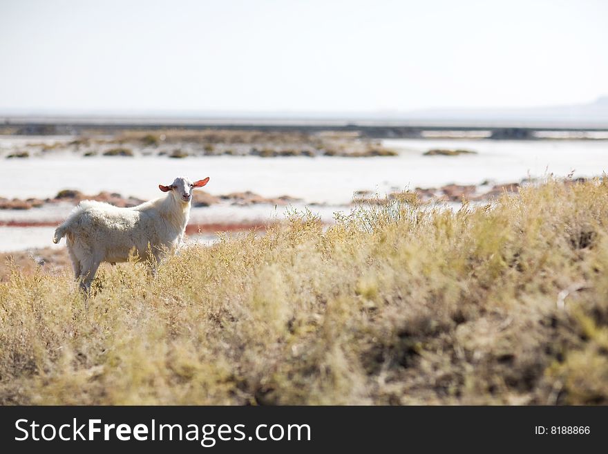 A white nice goat outdoors