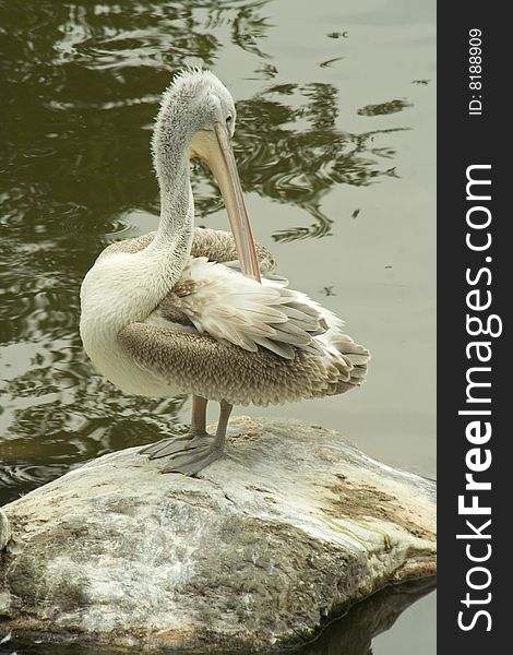 Pelican on islet from stones. Pelican on islet from stones.