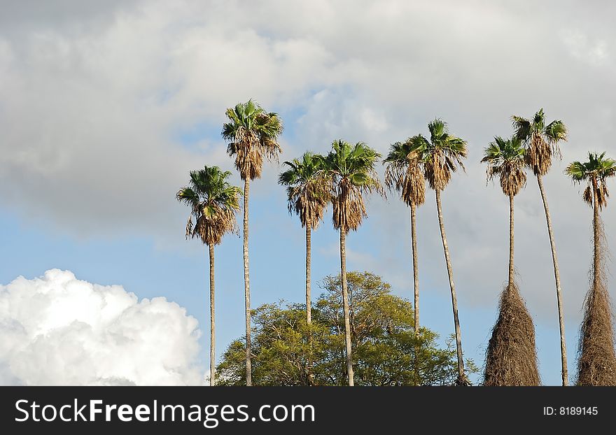 A line of palm trees over cloudy sky