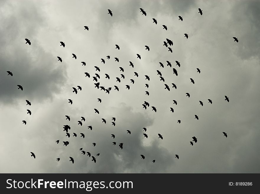 Birds flying in a stormy weather