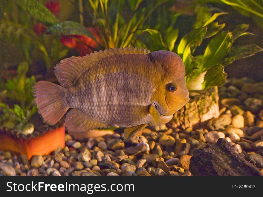 This inhabitant of aquarium is from rivers of Costa Rica. This inhabitant of aquarium is from rivers of Costa Rica.