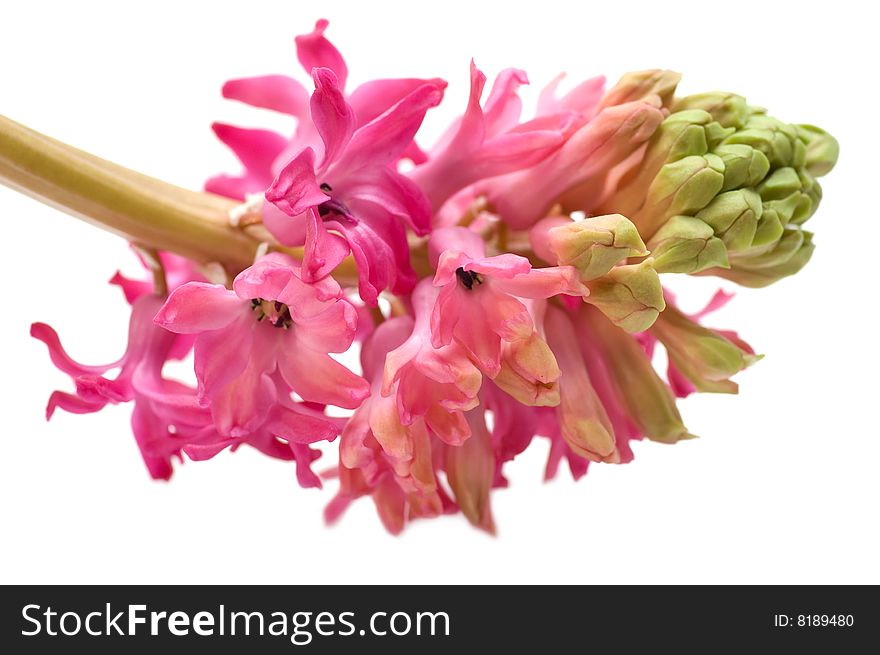 Pink Hyacinths, isolated on white background