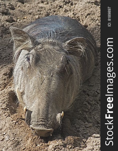 Wart hog recumbent in sand.