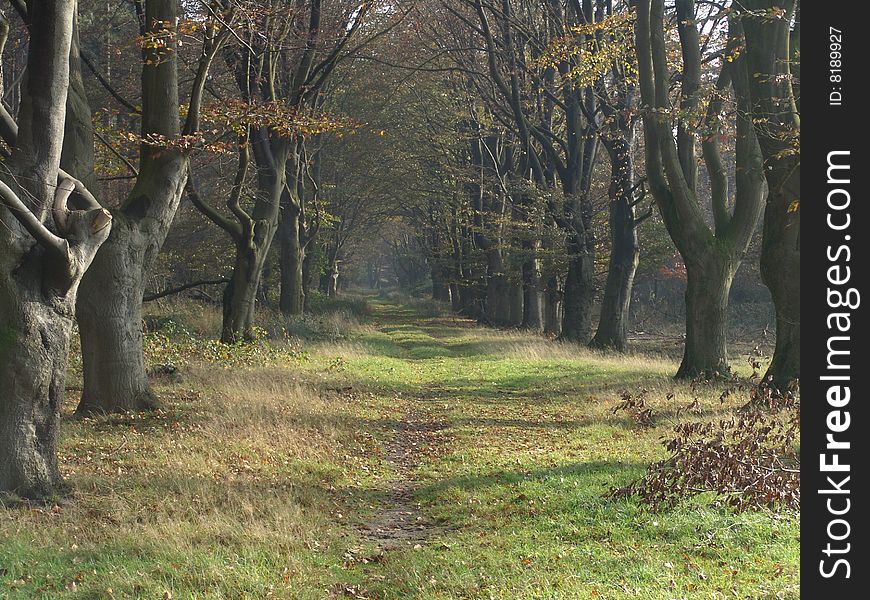 A path in the woods, during autumn