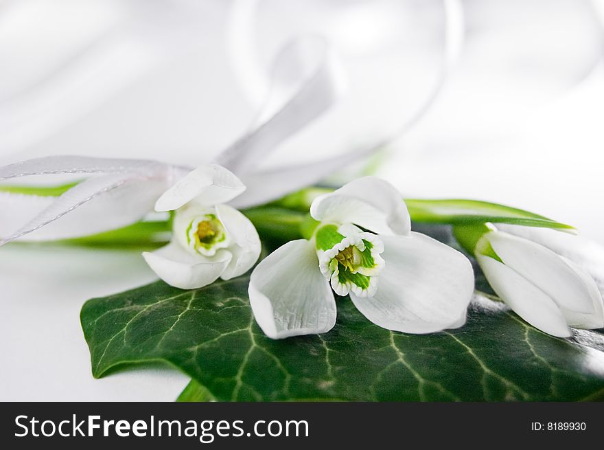 Fragile snowdrops over green leaf isolated on white