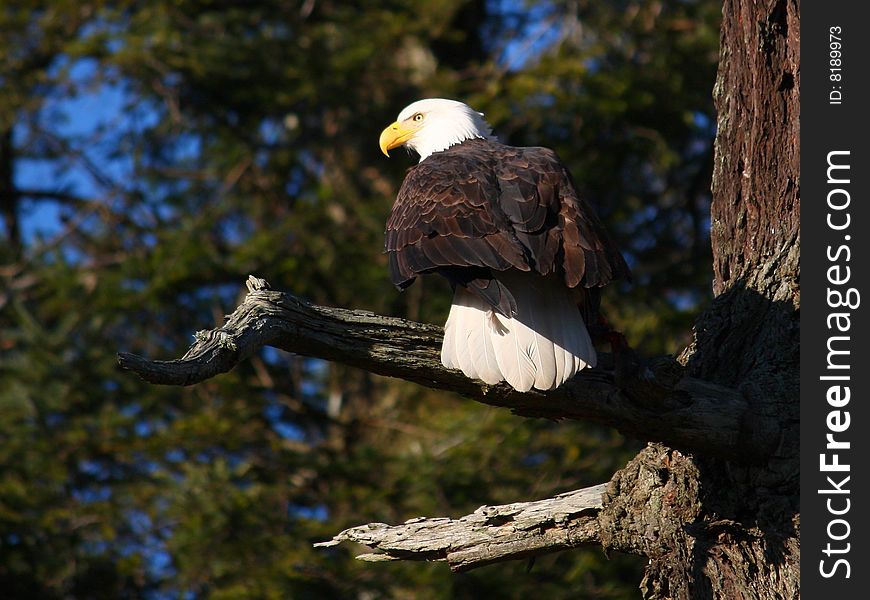 An adult Bald Eagle surveys its territory.