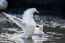 Ducks In A Pool Royalty Free Stock Photo