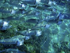 Close Up Of Fish School. Royalty Free Stock Photos Close Up Of Fish School. Royalty Free Stock Photos