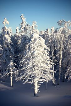 Snow-covered Trees Stock Image Snow-covered Trees Stock Image