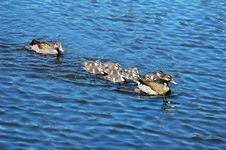 Ducklings Royalty Free Stock Image Ducklings Royalty Free Stock Image