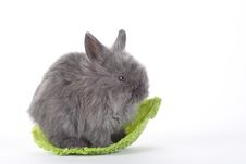 Grey Bunny In The Cabbage, Isolated Stock Photography Grey Bunny In The Cabbage, Isolated Stock Photography