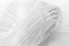 Close-up Of Garlic Bulb In B&W (abstract) Royalty Free Stock Images