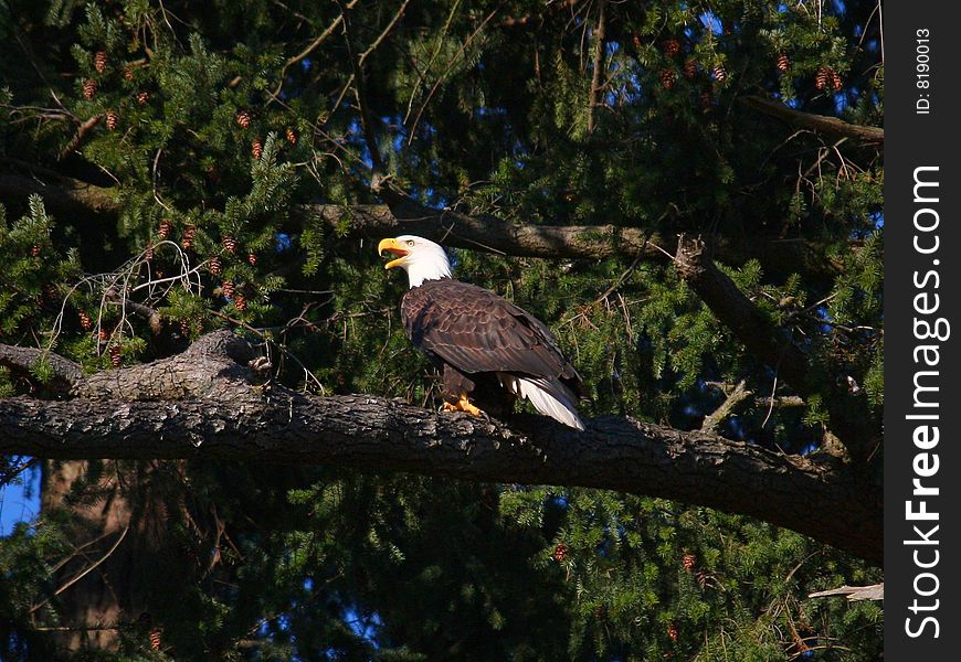 A territorial Bald Eagle calls to its mate in another tree.