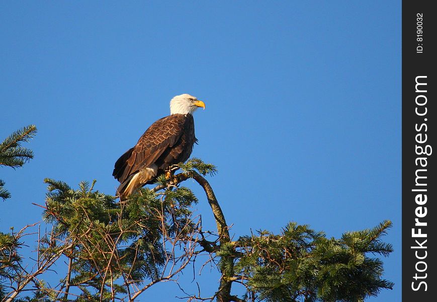 A male Bald Eagle surveys its domain.