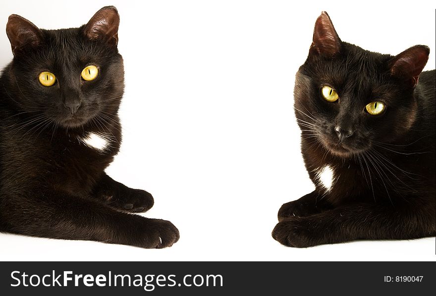 A black cat on a white background