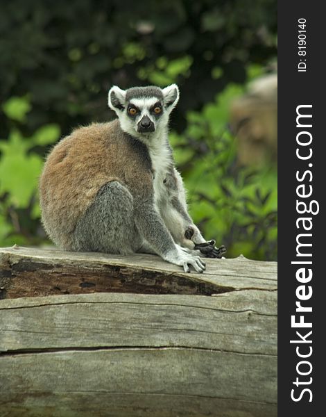 Large lemur sitting on big old trunk.