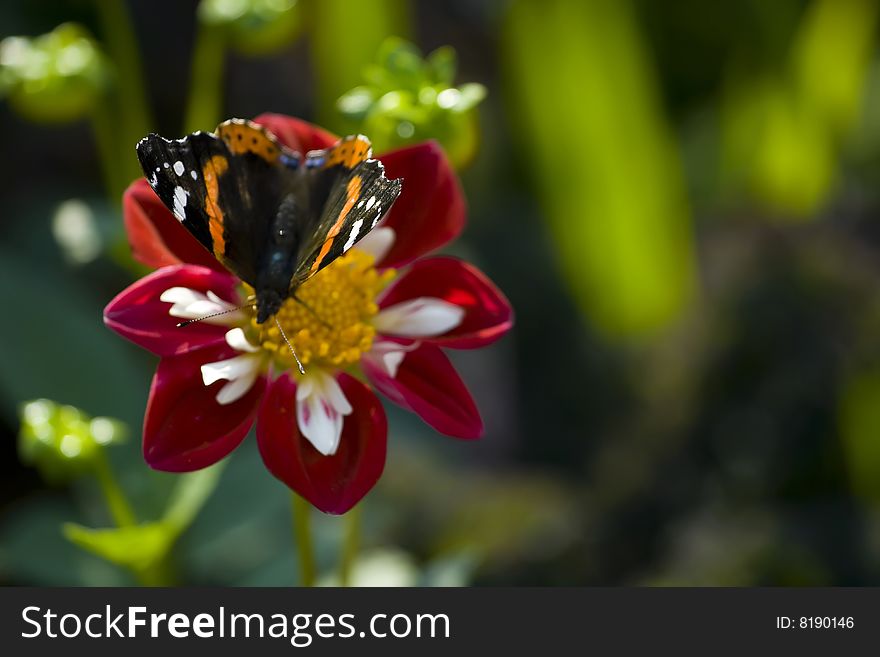 Butterfly on the red aster