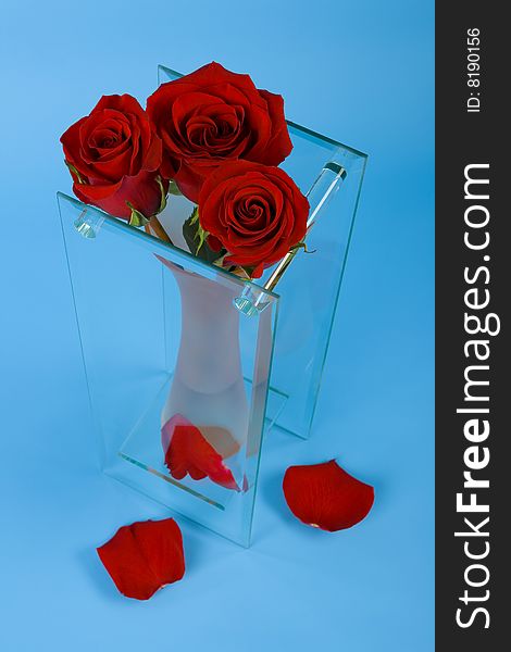 Three red roses in the vase on the blue