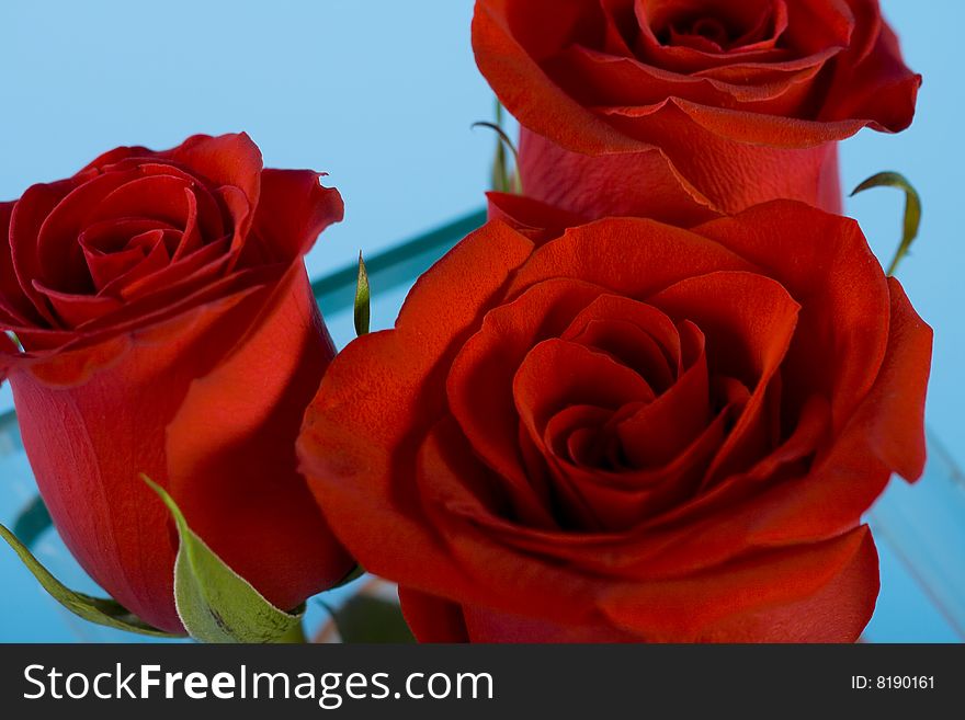 Three red roses in the vase