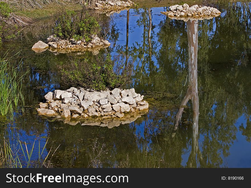 Eucalyptus reflection in the pond.