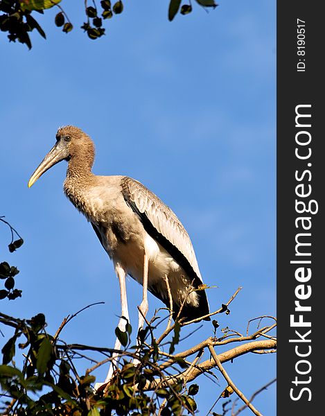 Painted stork standing on the top of the tree.