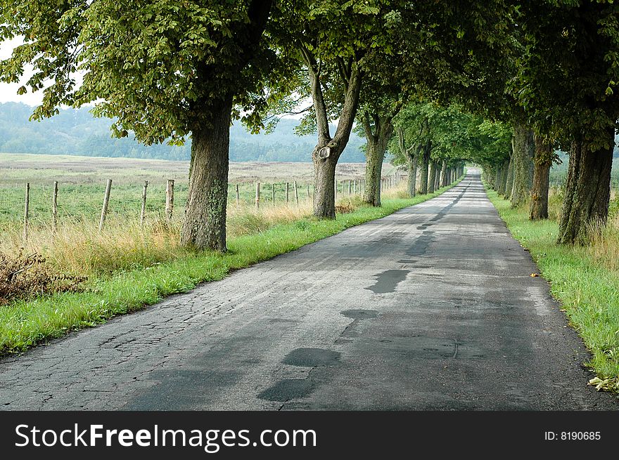 The green trees and road in Poland
